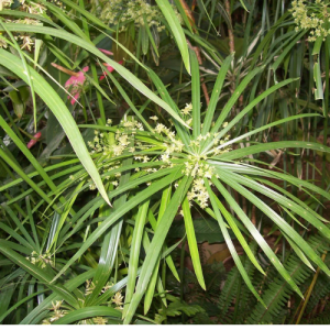 Nagarmotha Oil (Cypriol Oil)